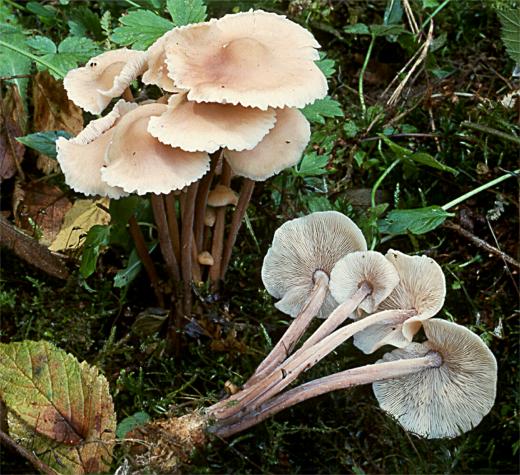 Gymnopus confluens